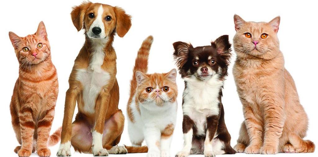Доска объявлений о животных | ЗооТом - продажа, вязка и услуги для животных в Семилуках