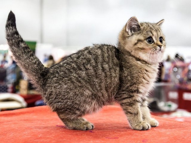 Породы кошек в Семилуках | ЗооТом портал о животных
