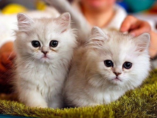 Породы кошек в Семилуках | ЗооТом портал о животных