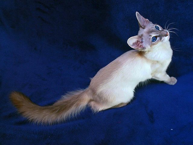 Выведенные породы кошек в Семилуках | ЗооТом портал о животных