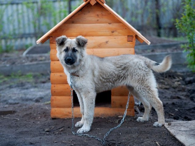 Все о собаках в Семилуках Все о собаках в Семилуках